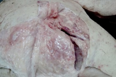 Thịt heo chết, biến chất càng gần tết càng được lén lút tuồn vào TP.HCM 