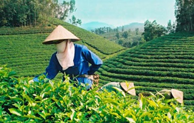 Ứng dụng tiến bộ kỹ thuật nâng cao năng suất chè Lai Châu