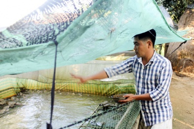 Bí quyết làm giàu: Biến vườn nhà thành trang trại