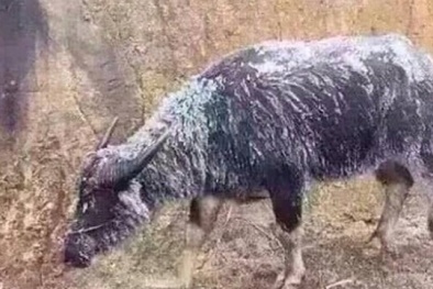 Gần 8.000 con trâu, bò chết vì rét đậm rét hại