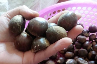 Hạt dẻ Trung Quốc 'đội lốt' hạt dẻ Trùng Khánh tung hoành mạng xã hội