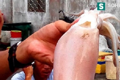 Mực siêu rẻ, vô thời hạn, biết được nguồn gốc... đố ai dám ăn?