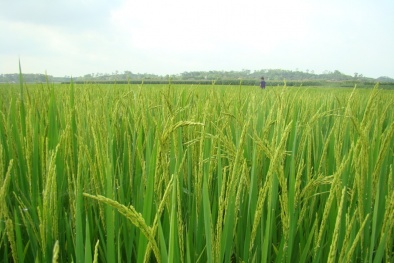 Tiến Nông: Ứng dụng công nghệ tiên tiến giúp nông dân tăng năng suất 