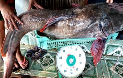 Chật vật đưa cá lăng 'khủng' quý hiếm từ sông Sêrêpôk lên bờ