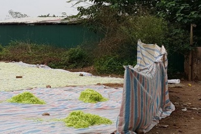 Có tình trạng cán bộ bao che thực phẩm bẩn