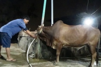 Mật phục cơ sở bơm nước vào bò giữa đêm