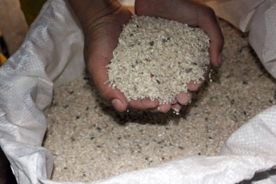 Chưa thể vội kết luận người dân ngộ độc vì ăn gạo từ thiện