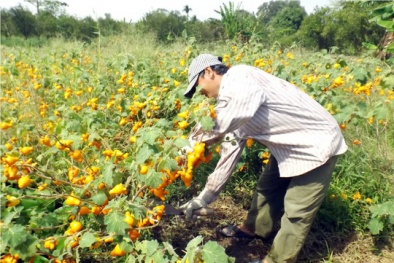 Nông dân 'khóc ròng' vì trái Dư… dư đầy vườn