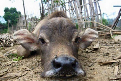 Rét kỷ lục khiến hơn 5 vạn con trâu, bò, gà miền Bắc bị chết