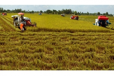 Ứng dụng GIS nâng cao chất lượng quản lý phát triển nông nghiệp tại Cần Thơ