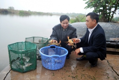 Xây dựng và phát triển nhãn hiệu sản phẩm “Cua biển Quảng Yên”