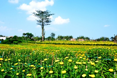 Đọ sắc cùng muôn hoa tại 4 địa điểm chụp ảnh Tết Âm lịch miền Trung