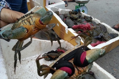 Xử lý 3 người Trung Quốc buôn cua trái phép tại Cà Mau