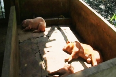 Mổ hàng loạt heo chết, heo bệnh đưa ra thị trường dịp cuối năm