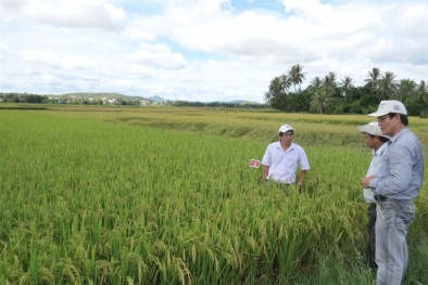 Nghiên cứu tuyển chọn giống lúa chịu mặn năng suất cao tại Phú Yến