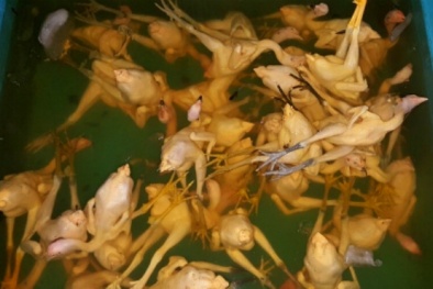 Rùng mình công nghệ nhuộm gà ‘vàng ươm’ bằng hóa chất