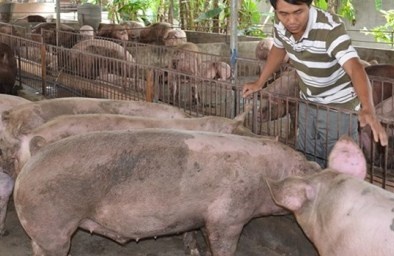 Công bố số điện thoại ‘nóng’ phản ánh chất cấm trong thịt heo ở TP.HCM