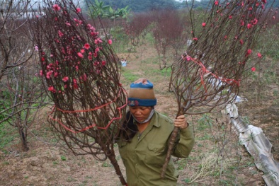 Nghệ thuật chọn đào Nhật Tân “xịn” chơi Tết Bính Thân