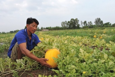 Thanh long Trà Vinh ‘lên tiên’, dưa hấu Vĩnh Long ngậm ngùi mất trắng