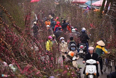 Dạo quanh các chợ hoa đào ở Hà Nội chụp ảnh Tết Âm lịch