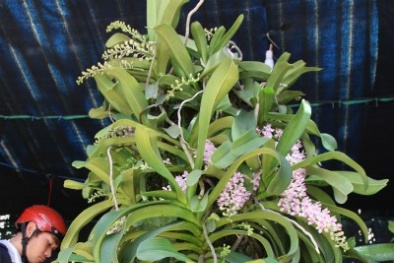 Gốc lan chơi Tết mang hơi thở của 'núi rừng đại ngàn' giá hàng chục triệu 