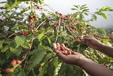 Tăng năng suất cà phê lên 14%/ha qua dự án Nescafé Plan