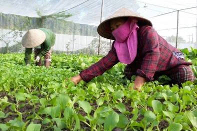 Tăng năng suất chất lượng rau sạch, tiến tới tiêu chuẩn VietGAP ở TP.HCM