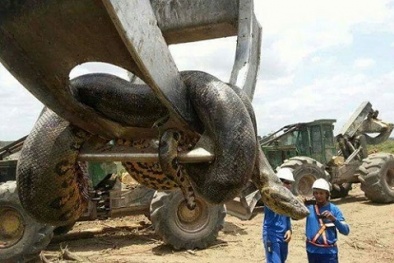 Ngã ngửa khi thấy con trăn 'khủng' nhất thế giới nặng nửa tấn