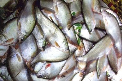 Sử dụng thức ăn viên tăng năng suất vượt trội khi nuôi cá thát lát