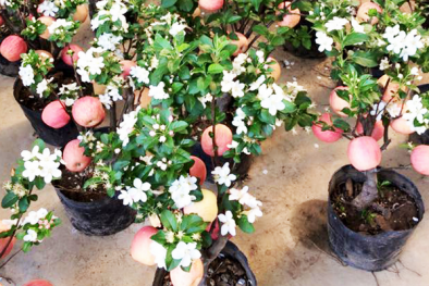 Lạ đời bỏ tiền triệu mua táo cảnh chơi Tết chỉ để ngắm không dám ăn