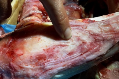 Thịt trâu Ấn Độ 'bẩn' về Việt Nam thành thịt bò hảo hạng