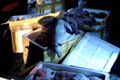 Tiêu hủy toàn bộ 3 tạ thịt chó trôi nổi đang vận chuyển ra Bắc