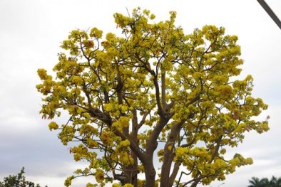 Choáng trước cây mai cổ ‘độc nhất vô nhị’ trị giá 2 tỷ đồng 