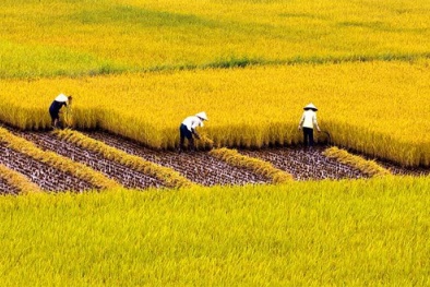 NASA giúp Việt Nam tăng năng suất nông nghiệp bằng công nghệ cao