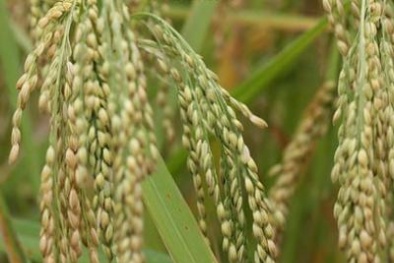 Xác định chính xác biến thể của một gen nâng cao năng suất lúa