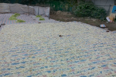 Ngâm mứt bằng chất tẩy và phơi mứt cạnh nhà vệ sinh