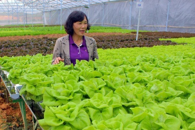 Bà giáo về hưu làm giám đốc công ty rau sạch