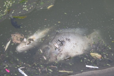 Lại một năm cá chết trắng Hồ Gươm sau đêm giao thừa bắn pháo hoa