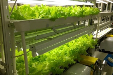 FPT đầu tư công nghệ cao để nâng cao năng suất chất lượng nông nghiệp