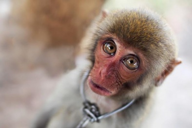 Ánh mắt con giáp năm Bính Thân 2016