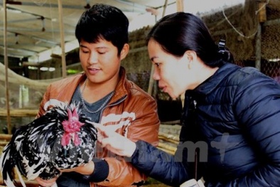 Chàng trai bỏ bạc tỷ, quên mứt Tết lúi húi bên chuồng gà Quý phi 
