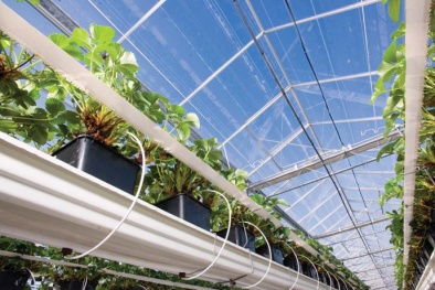 Hệ thống tưới nhỏ giọt của Netafim giúp VinEco tăng năng suất nông nghiệp