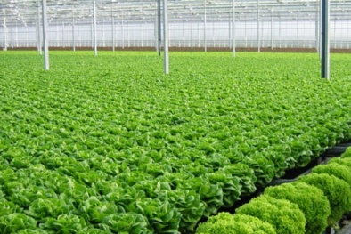 Xác định vùng nông nghiệp ứng dụng công nghệ cao để tăng năng suất