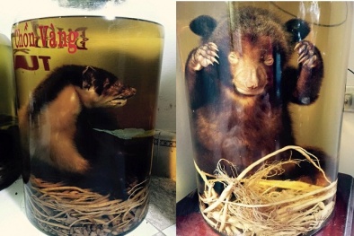 Cận thận gặp họa vì rượu ngâm thú rừng