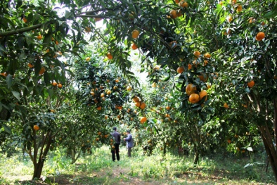 Ứng dụng khoa học vào phát triển cây ăn quả ở Lạng Sơn