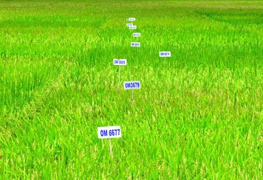 Chọn tạo giống lúa chất lượng cao bằng kỹ thuật điện di Protein SDS-Page