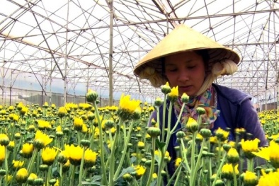 Đèn LED hỗ trợ tăng năng suất hoa cúc cắt cành tại Đà Lạt