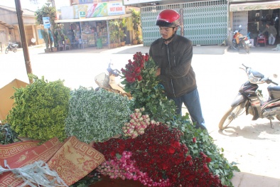Sát Valentine, hồng Đà Lạt đội giá cao gấp 5 lần vẫn 'cháy hàng'