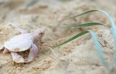 Rùa con bạch tạng hiếm gặp nhất địa cầu xuất hiện trên bờ biển Úc