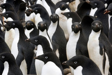 Băng trôi khổng lồ giết chết 150.000 chim cánh cụt